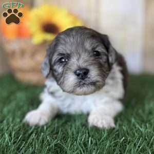 Maple, Shih-Poo Puppy